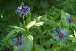 Centaurea montana Bergcentaurie bestellen